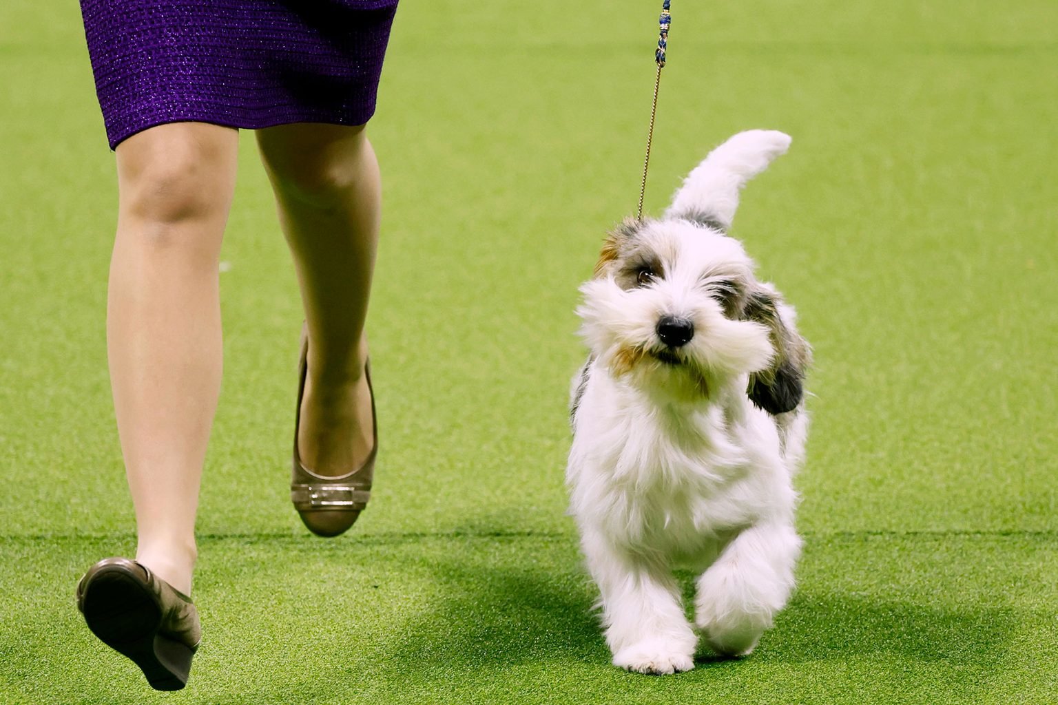 Meet Buddy Holly, the Pup That Just Won Best in Show at the Westminster