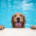 Can All Dogs Swim? What to Know Before Taking Your Pup for a Dip