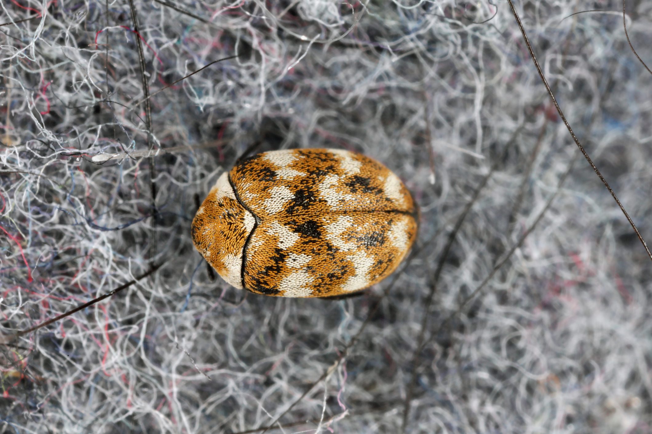Carpet Beetle: How to Identify and Get Rid of Carpet Beetles