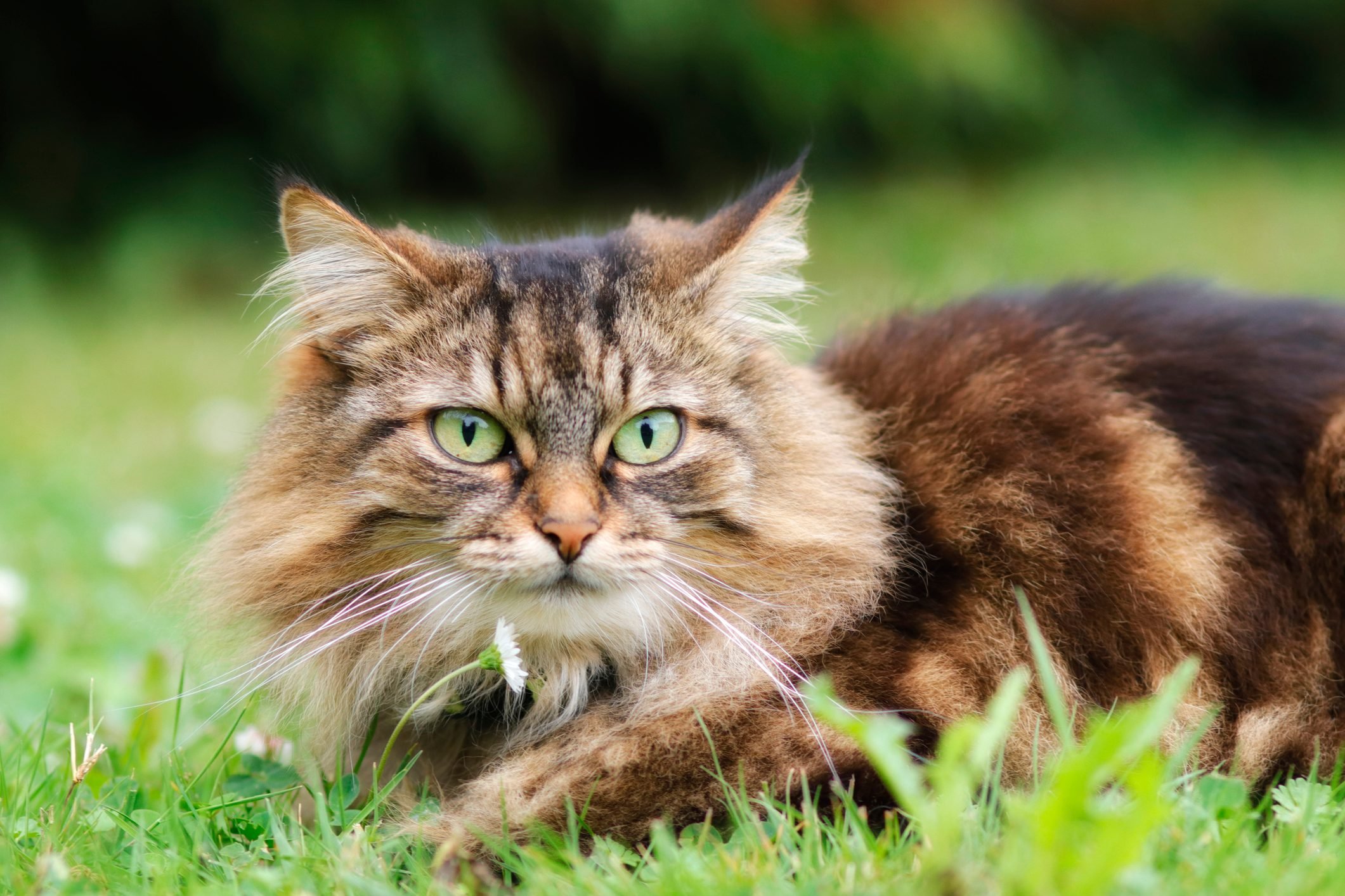 Attention Long Haired Cat Breeds Disk Trend Magazine - vrogue.co