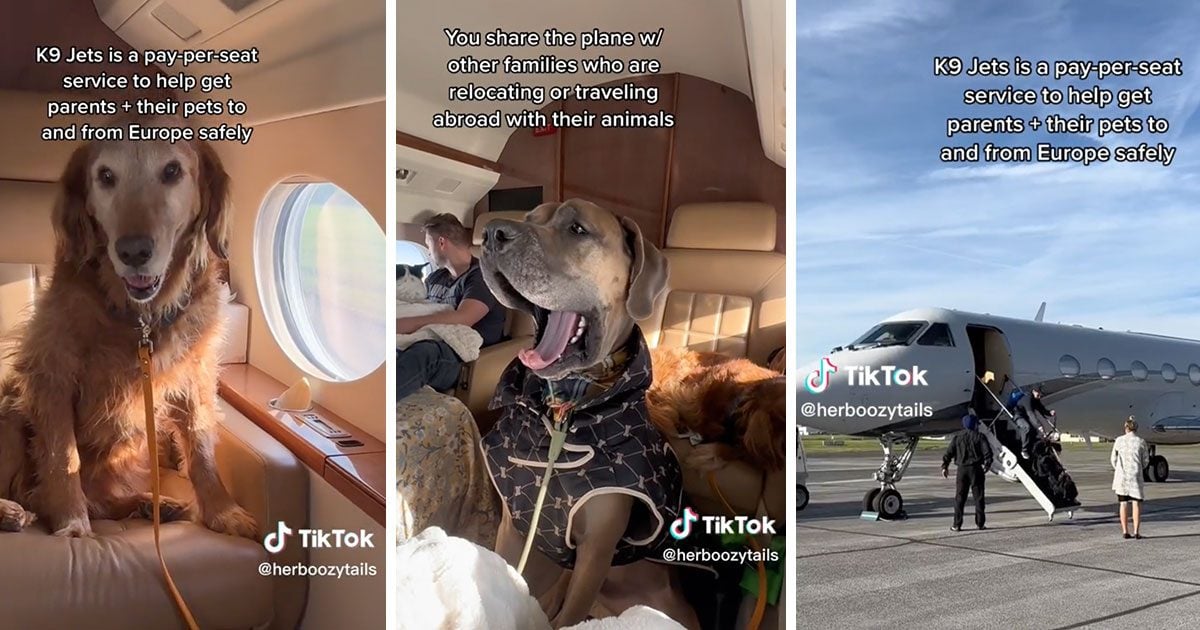 K9 JETS Will Change the Way You Fly with Your Pets