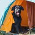 Camping with Your Dog: How to Have a Successful Camping Trip with Your Pet