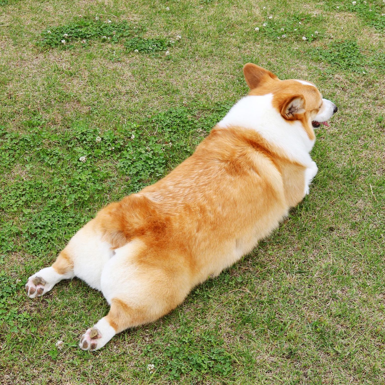 Why Does My Dog Sploot? Vets Explain Dog Splooting