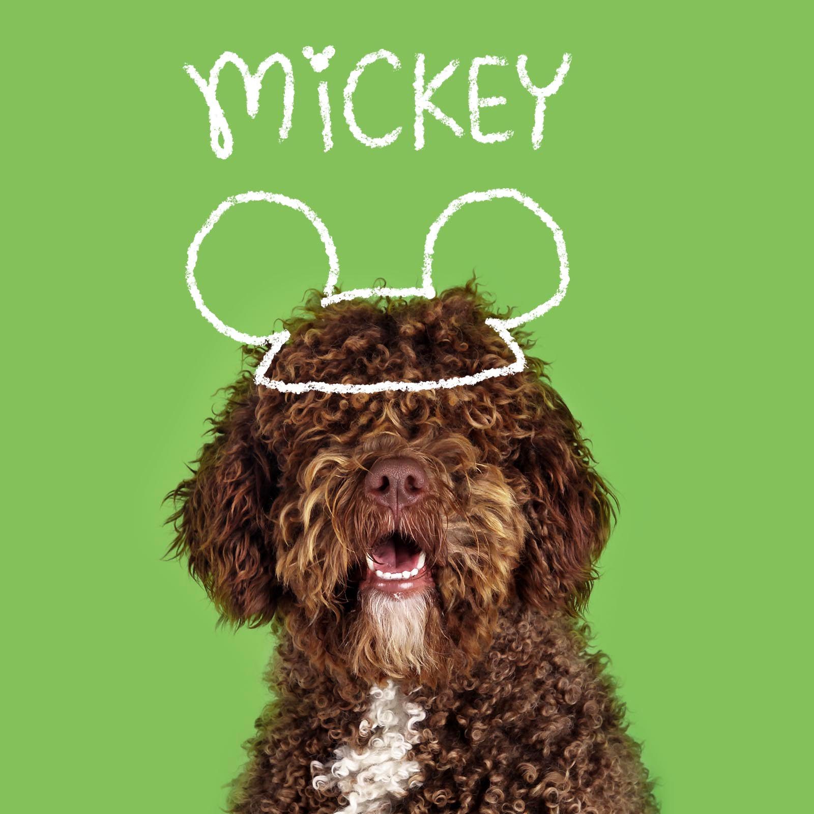 400+ Magical Disney Dog Names  Dog names disney, Dog names