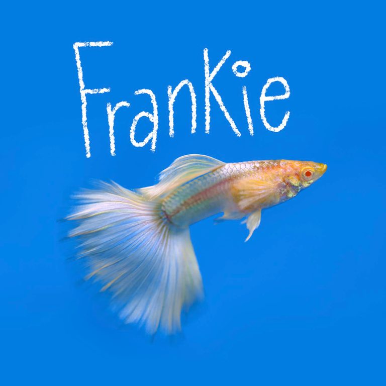 130+ Best Fish Names That Will Be the Envy of the Tank [2023] | Trusted ...