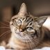 How to Train a Cat: A Guide to Training Your Feline to Respond to Commands and Curb Bad Behaviors