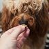 These Viral Dog Salmon Bites Alleviate Dry and Itchy Skin