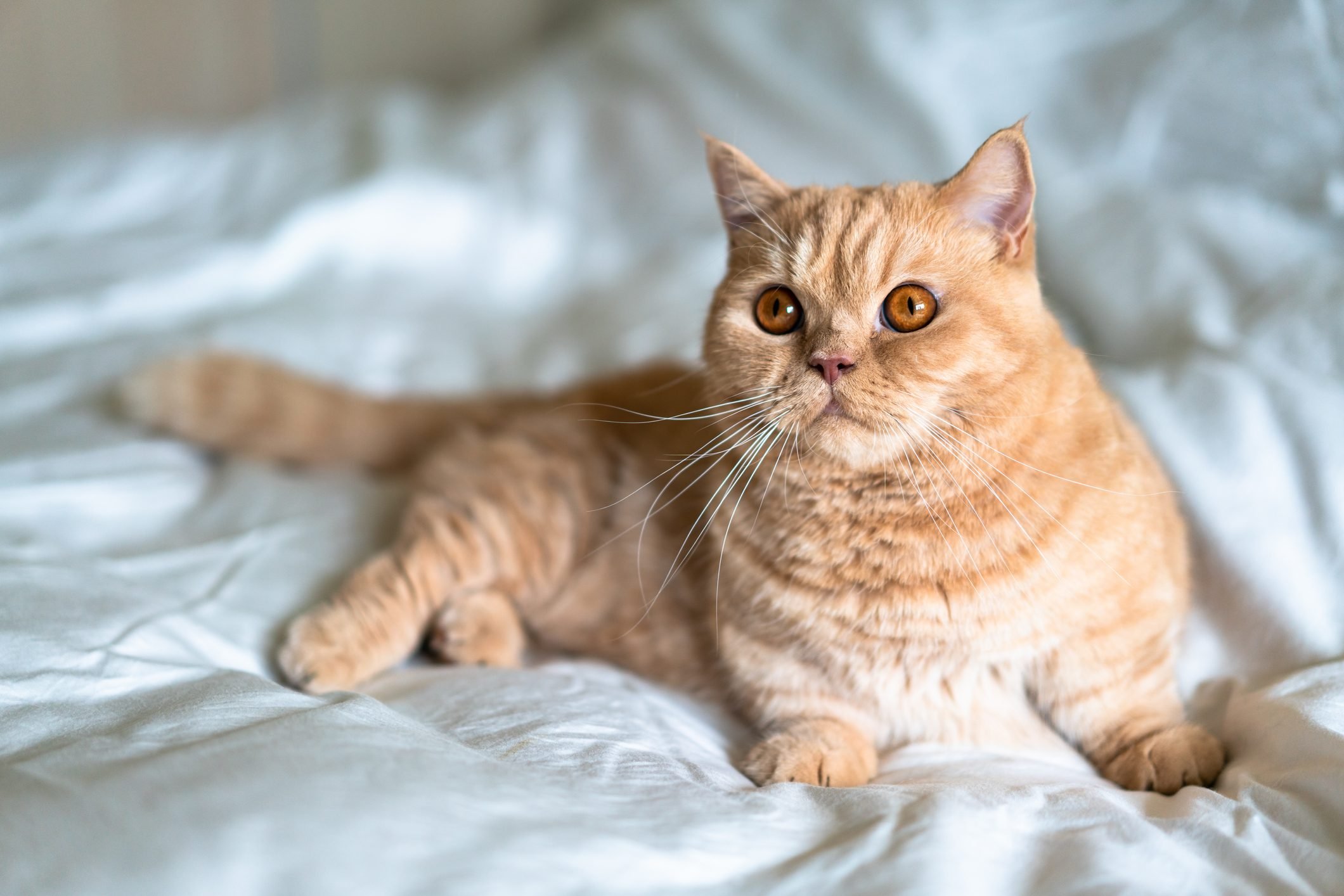 Top 10 Friendliest Cat Breeds — Pumpkin®