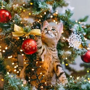Cat looking out from the branches of a decorated Christmas tree