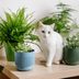 How to Keep Cats Away from Plants and Protect Your Indoor Oasis