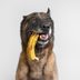 Can Dogs Eat Bananas? Here's What Vets Say