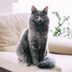 10 Large Cat Breeds That Make Cute and Colossal Pets