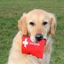 Having This One Thing in My Pet First Aid Kit Saved My Pet's Life