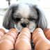 Can Dogs Eat Eggs? Here's What Vets Say