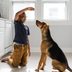 How to Train a Dog with Basic Commands, Cute Tricks and More