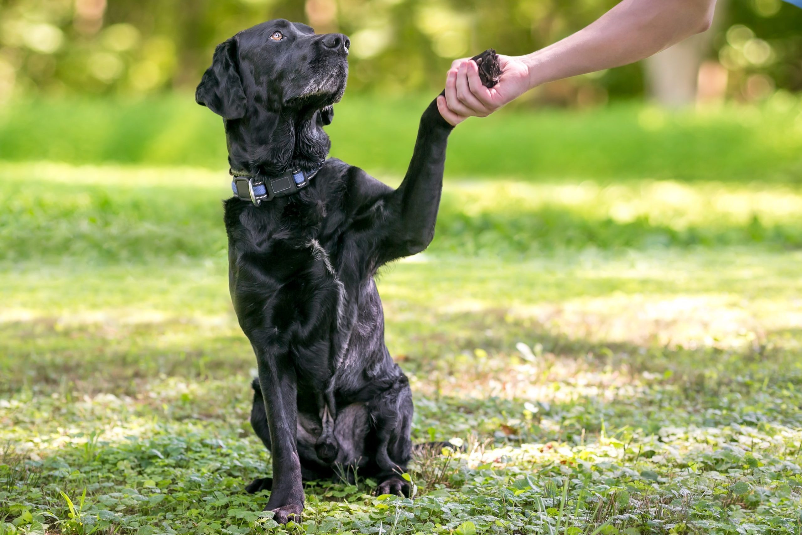 Brain Training For Dogs - Unique Dog Training Course
