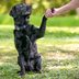 11 Easiest Dogs to Train That Make Obedient Pets