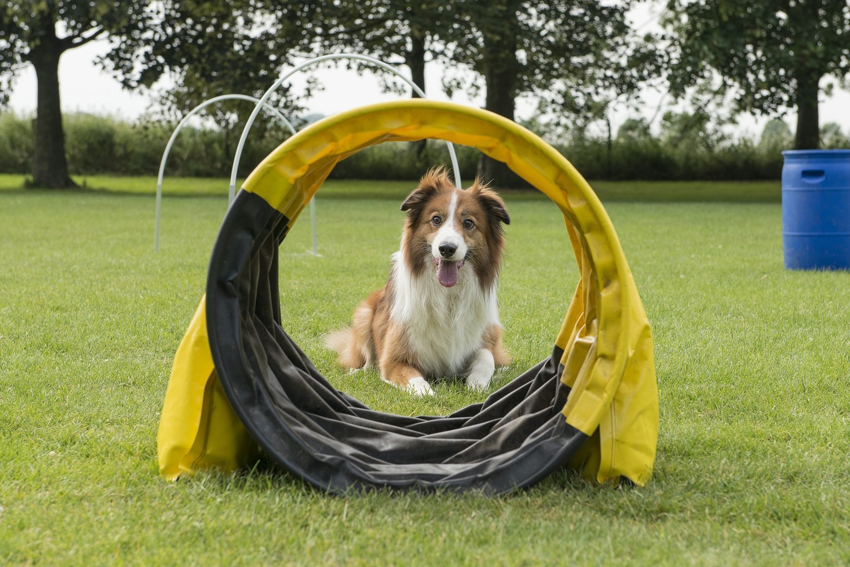 Best Dog Training and Enrichment Toys From Trainer Robert