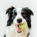 How to Teach a Dog to Fetch—and Actually Bring Back the Ball
