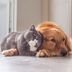 Do Dogs Really Hate Cats? Here's What the Experts Say