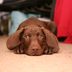 Dog Hiccups: Why They Get Them, and Should You Be Worried?