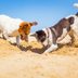 Why Do Dogs Dig—and How Can You Stop It?