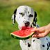 Can Dogs Eat Watermelon? Here's What Vets Say