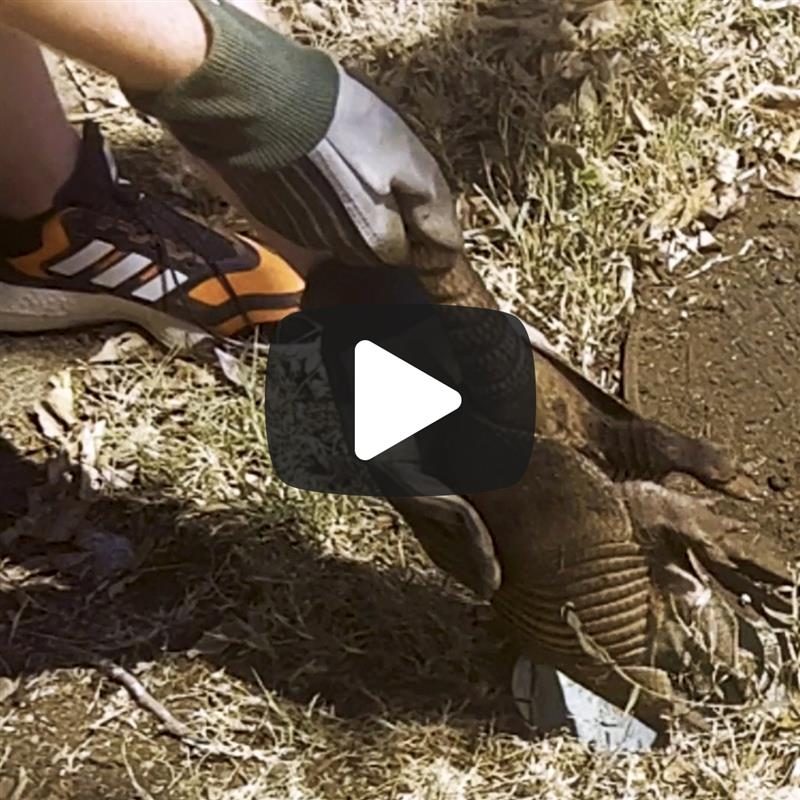 Video of arm digging into hole