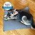 Saatva Dog Bed Review: High-Performance, Durable Dog Bed But Is It Worth the Cost?