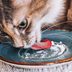 Can Cats Eat Cheese? Here's What Vets Say