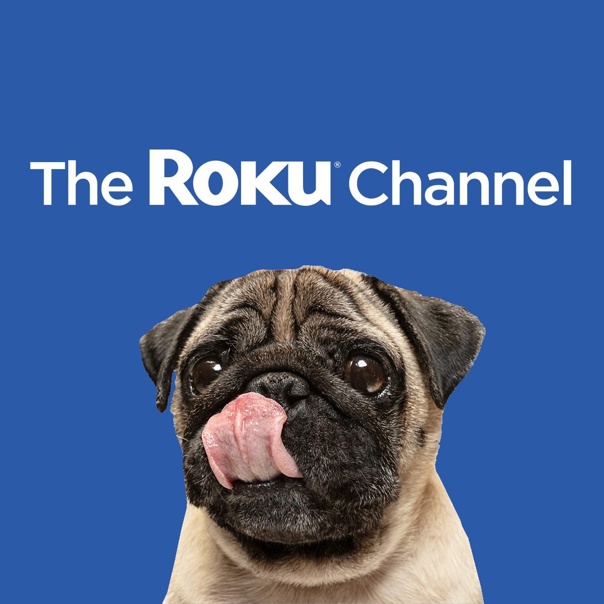 pug with the roku channel wording