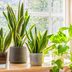 15 Good Luck Plants to Bring Fortune to Your Home
