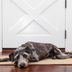 How Long Is It OK to Leave Your Dog Home Alone?