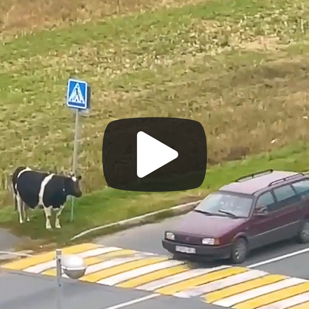 cow at a crosswalk 