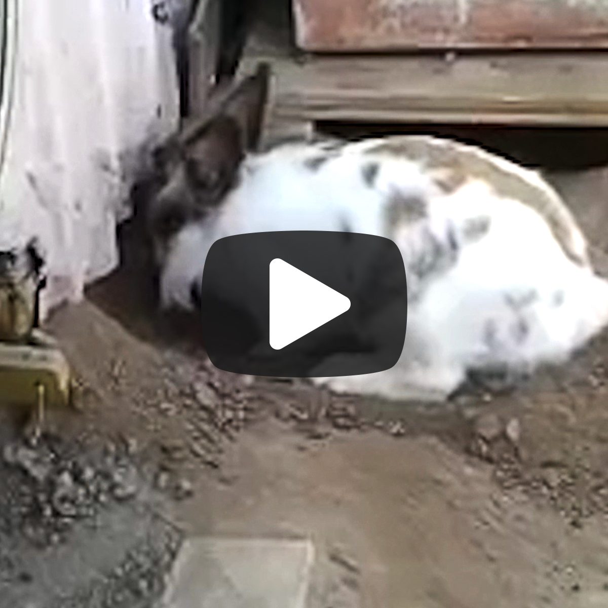 Bunny rabbit digging a hole