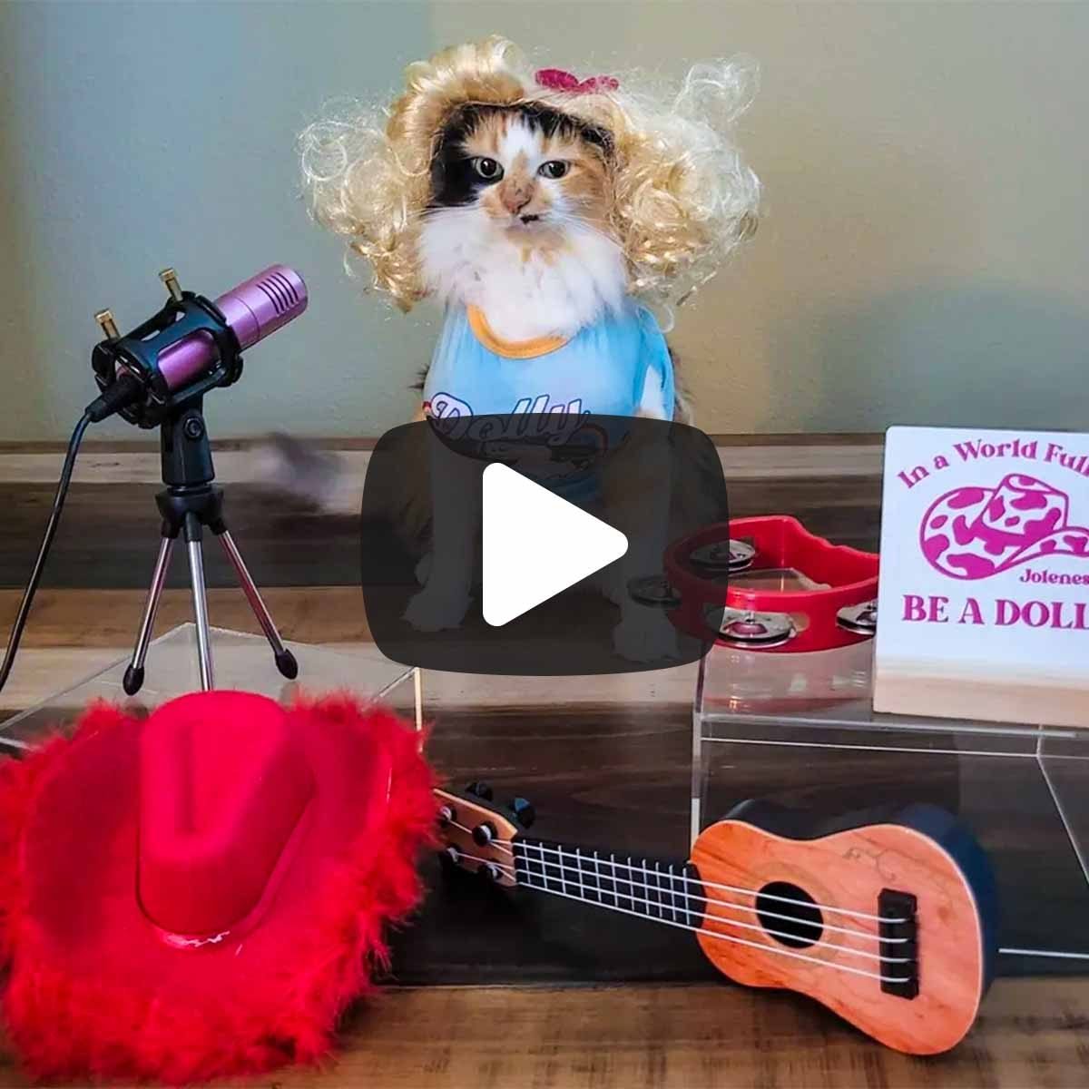 Cat dressed as Dolly Parton 