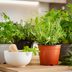 9 Healing Plants You Should Have in Your Home, According to Experts