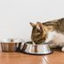 The Very Best Diet for Cats, According to Vets