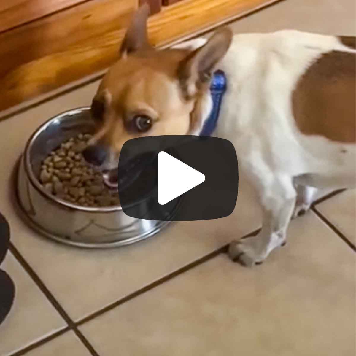 Dog eating out of a bowl of food