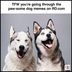 40 Smiling-Dog Memes That Will Make Everything Better on a Bad Day