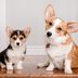 The 15 Cheapest Dog Breeds for Budget-Conscious Pet Lovers