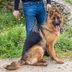 13 German Dog Breeds That Make Great Companions