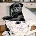 15 Teacup Dog Breeds That Are Tiny and Adorable