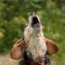 Why Do Dogs Howl? 6 Top Reasons Your Dog Howls