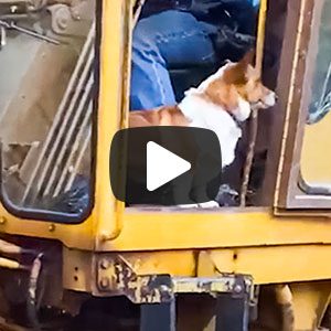 corgi in a tractor 