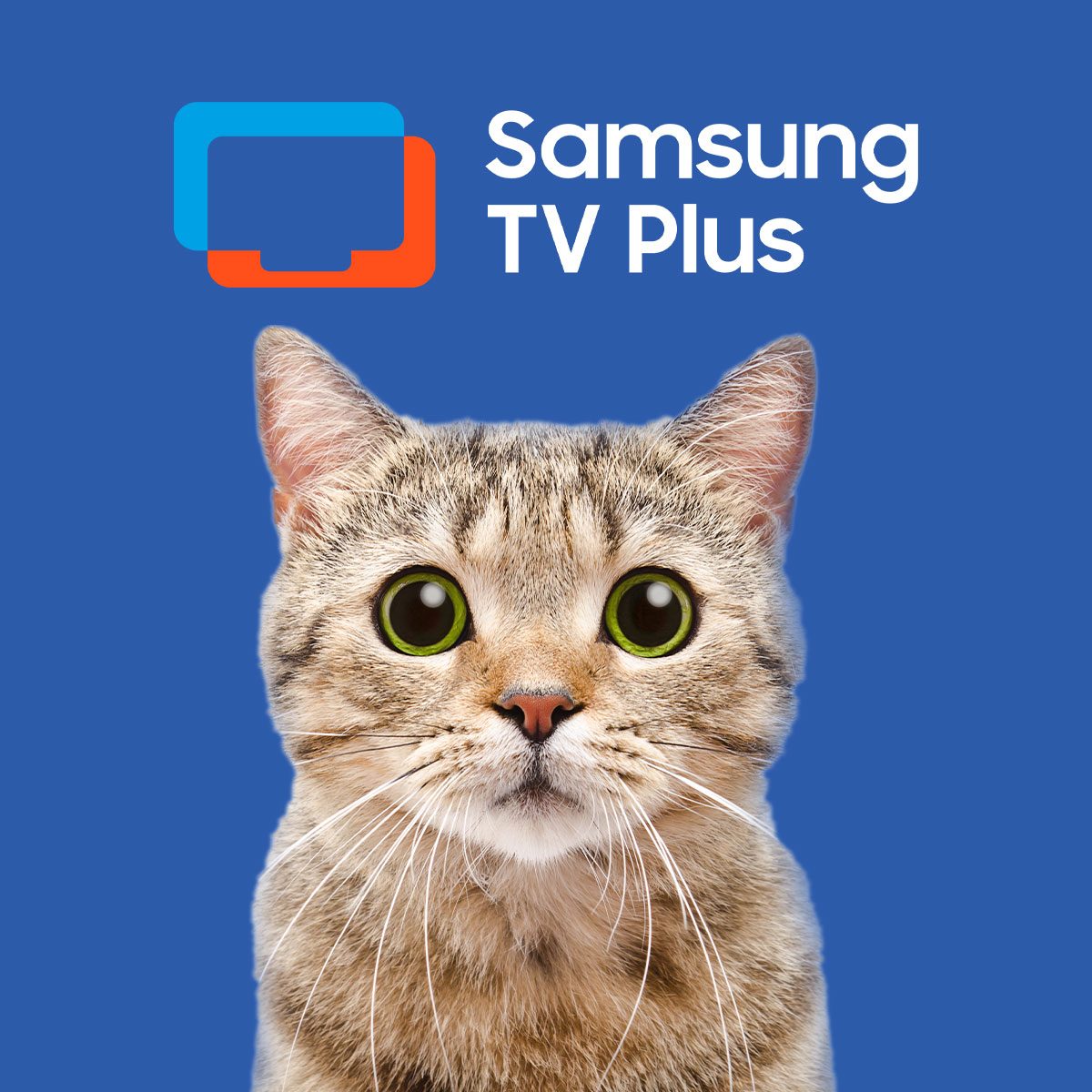 cat staring with Samsung TV wording