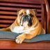 13 Adorably Wrinkled Bulldog Breeds (and How to Tell Them Apart)