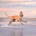 18 of the Fastest Dog Breeds in the World