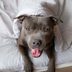 Are Pit Bulls Dangerous? Experts Set the Record Straight on These Lovable Dogs