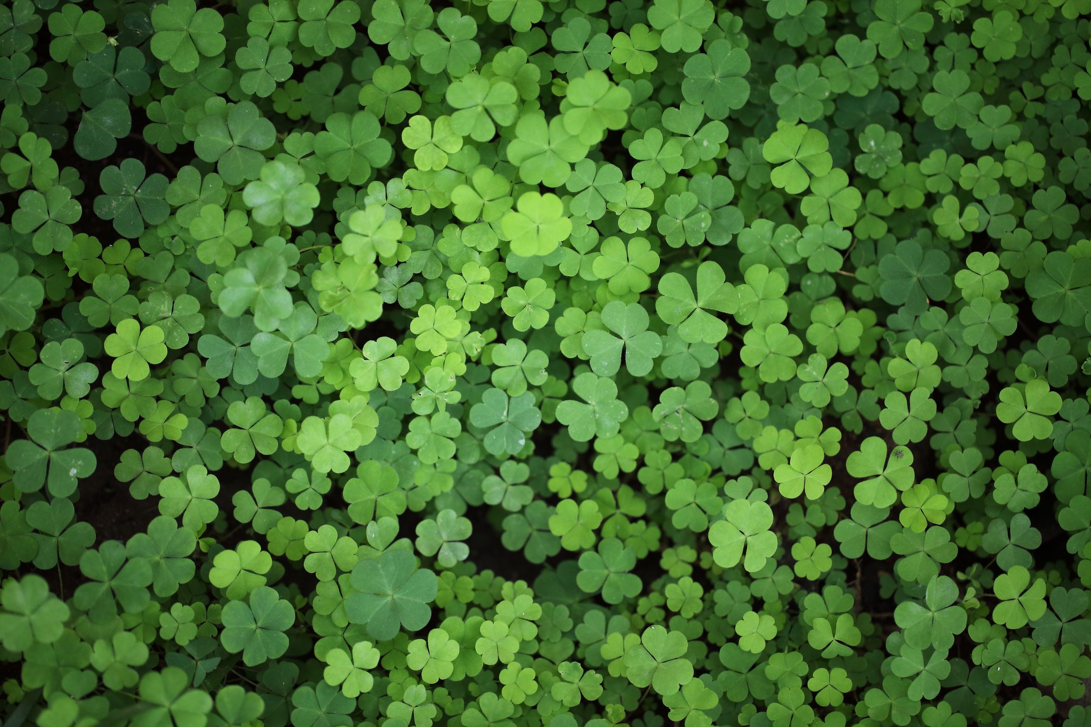 5 Leaf Clover Meaning: Luck, Rarity, & More
